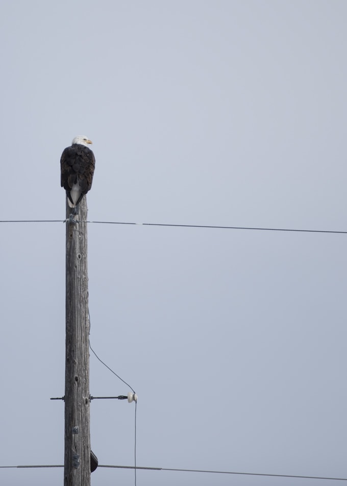Eagle perched